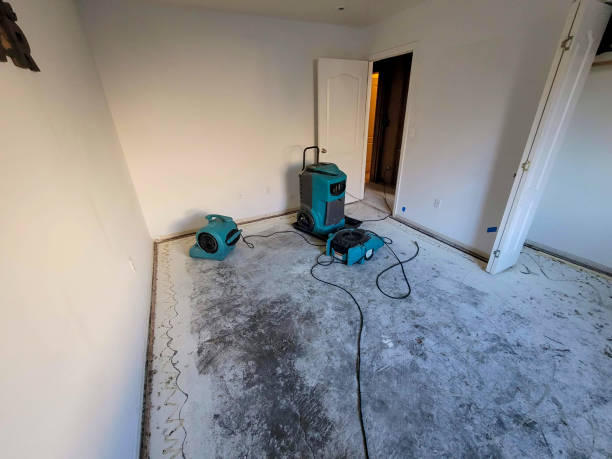 Best Mold removal after water damage  in Wells, MN